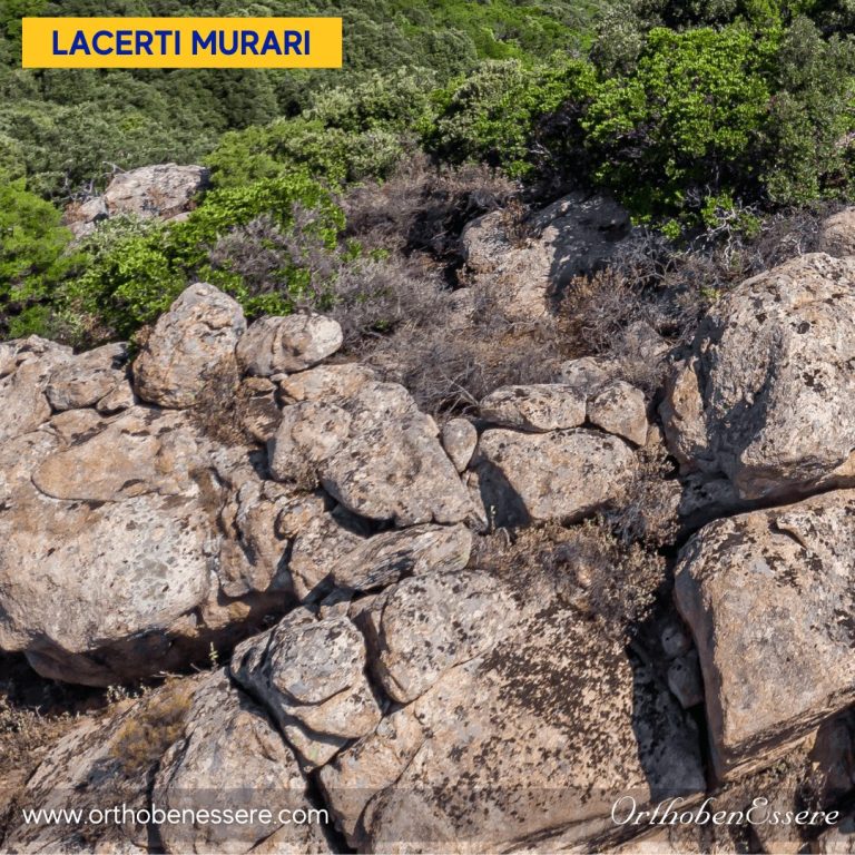 Lacerti murari