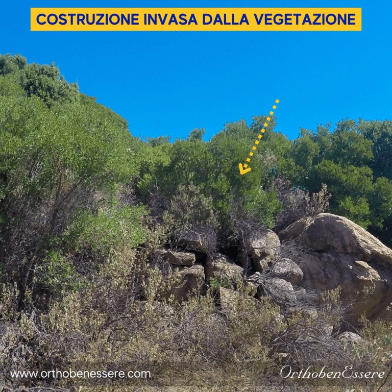 Costruzione invasa dalla vegetazione